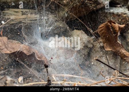 Spinnennetz auf Steinen und Feldboden. Insekten und Blätter werden im Netz gefangen Stockfoto