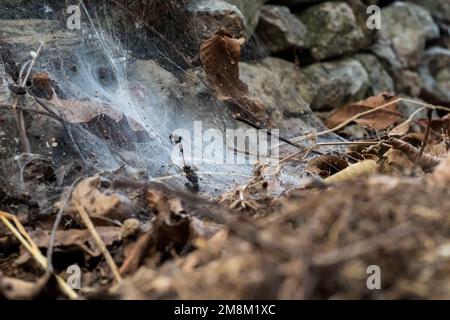 Spinnennetz auf Steinen und Feldboden. Insekten und Blätter werden im Netz gefangen Stockfoto