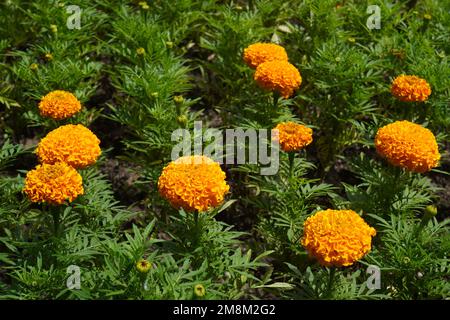 Tagetes mit Orangenblüten, Knospen und grünen Blättern auf dem Blumenbeet im Park im Sommer Stockfoto