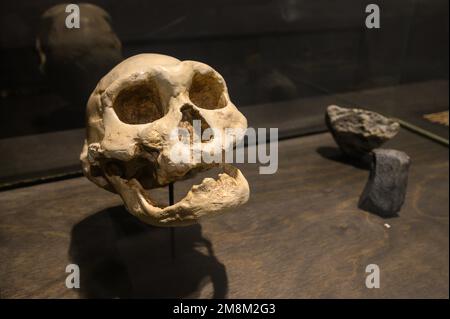 Homo georgicus wurde in Dmanisi, Georgia, gefunden. Schädel und Unterkiefer eines alten Mannes (Gips). Ausgestellt im Naturkundemuseum in Brüssel, Belgien. Stockfoto