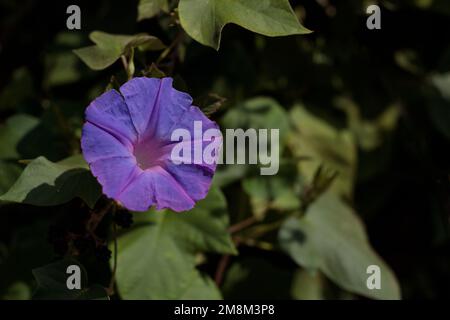 Ipomoea purpurea, Blumenhintergrund. Natürliche Blume Stockfoto