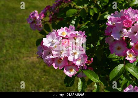Wunderschöne pinkfarbene, zarte Rosen Blüten blühender, kletterender Rosenbusch im Sonnenlicht im Park Stockfoto