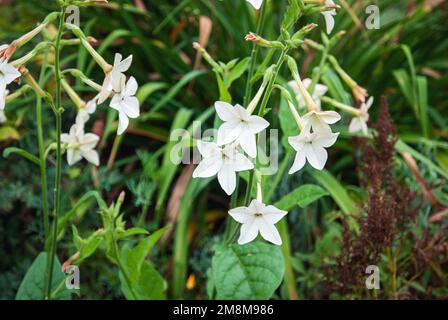 Persischer Tabak Nicotiana alata weiße Blütenpflanze im Garten Stockfoto