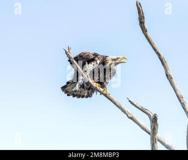 Ein junger Weißkopfadler (Haliaeetus leucocephalus) sitzt hoch oben in einem Baum im Bolsa Chica Ecological Reserve in Huntington Beach, Kalifornien. Stockfoto