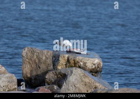 Die amerikanische Heringsmaulmöwe oder Smithsonian-Möwe (Larus smithsonianus oder Larus argentatus smithsonianus) Stockfoto