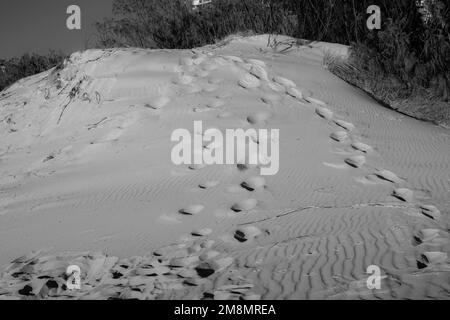 Fußspuren und Wellen, die in Schwarzweiß über die Sanddünen führen Stockfoto