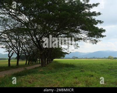 Unbefestigte Straße mit Wiese mit braunem Zweig und grünem Busch aus Mimosa oder persischer Seide oder Affenknoten oder Samanbaum mit blauem Himmel im Hintergrund Stockfoto