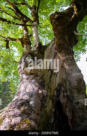 Ahornsirup (Acer pseudoplatanus), hohler Stamm eines alten Baumes mit neuen Trieben, Schwangau, Deutschland Stockfoto