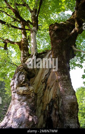 Ahornsirup (Acer pseudoplatanus), hohler Stamm eines alten Baumes mit neuen Trieben, Schwangau, Deutschland Stockfoto