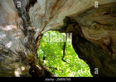 Ahornsirup (Acer pseudoplatanus), Blick durch den hohlen Stamm in die Baumkronen, Schwangau, Deutschland Stockfoto