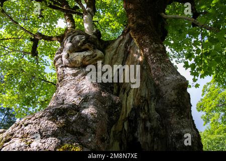 Ahornsirup (Acer pseudoplatanus), Blick auf einen hohlen Stamm in die Baumkronen, Schwangau, Deutschland Stockfoto