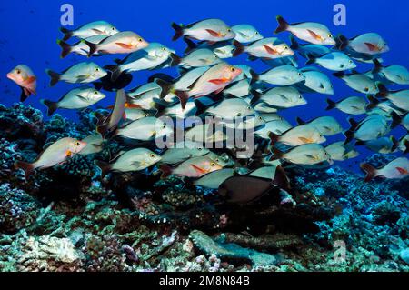 Roter Buckelschnapper (Lutjanus gibbus) über Hartkorallen in Fakarava, Südpazifik, Französisch-Polynesien Stockfoto