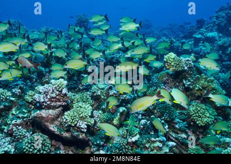 Roter Buckelschnapper (Lutjanus gibbus) über Hartkorallen in Fakarava, Südsee, Französisch-Polynesien Stockfoto