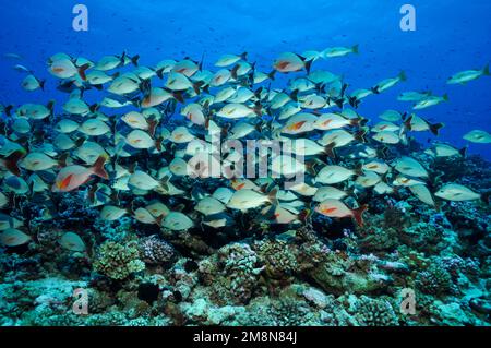 Roter Buckelschnapper (Lutjanus gibbus) über Hartkorallen in Fakarava, Südpazifik, Französisch-Polynesien Stockfoto