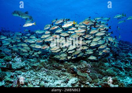 Roter Buckelschnapper (Lutjanus gibbus) über Hartkorallen in Fakarava, Südpazifik, Französisch-Polynesien Stockfoto