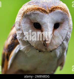 Nahaufnahme, Kopf einer gewöhnlichen Scheuneneule (Tyto alba) vor grünem Hintergrund, Neuhaus im Solling, Naturpark Solling-Vogler, Niedersachsen, Deutschland Stockfoto