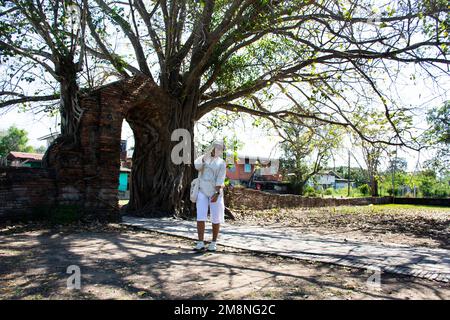 Reisende thai-Frauen reisen zu Besuch und posieren Porträt machen Sie ein Foto am Eingang der alten Ruine aus Ziegelsteinen mit Bodhi-Baum und banyan-Pflanze von Wat Phra Ngam Stockfoto