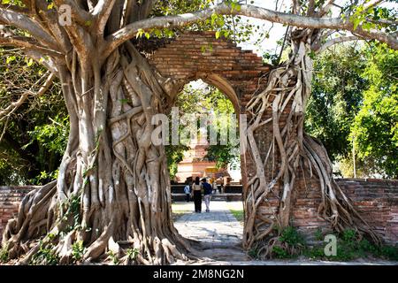 Eingang zu den antiken Ruinen mit Bodhi-Baum und banyan-Pflanze des Wat Phra Ngam Khlong Sa Bua-Tempels für thailänder. Besuchen Sie respektvolle Gebete für Segen Stockfoto