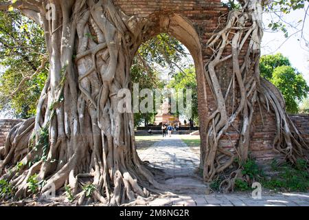 Eingang zu den antiken Ruinen mit Bodhi-Baum und banyan-Pflanze des Wat Phra Ngam Khlong Sa Bua-Tempels für thailänder. Besuchen Sie respektvolle Gebete für Segen Stockfoto