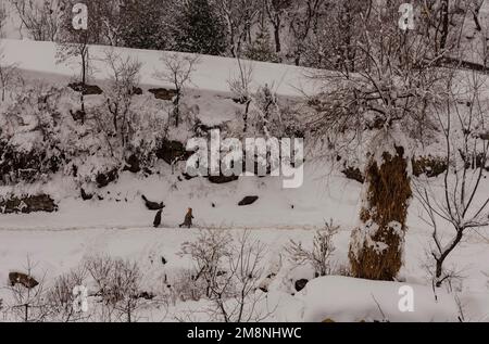 Srinagar, Indien. 15. Januar 2023. Kinder Rennen auf einem schneebedeckten Hügel nach einem schweren Schneefall in den Außenbezirken von Srinagar. Aufgrund des starken Schneefalls gab es mehrere Lawinen an verschiedenen Orten Kaschmirs. Der Zeitraum von 40 Tagen von Dezember 21 bis Januar 31., auch bekannt als Chilai Kalan, in Kaschmir gilt als der wichtigste Zeitraum, wenn es schneit, wird der Zustand noch schlimmer. Kredit: SOPA Images Limited/Alamy Live News Stockfoto