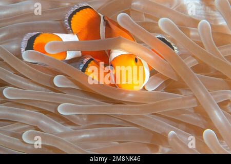 Nemo, Nahaufnahme eines Cellaris Clownfisches, Amphiprion ocellaris in Sea Anemone Tentacles, Bunaken Island, Sulawesi, Indonesien Stockfoto