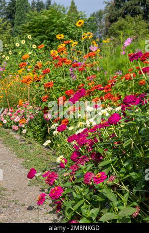 Bellevue, Washington, USA. Eine Reihe eleganter Zinnien in verschiedenen Farben und anderen Blumen. Stockfoto