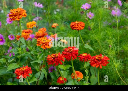 Bellevue, Washington, USA. Rote elegante Zinnia-Blumen im Vordergrund und Garden Cosmos im Hintergrund. Stockfoto