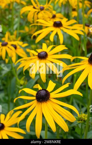 Bellevue, Washington, USA. Goldstrum Schwarzäugige Susan-Blumen. Stockfoto