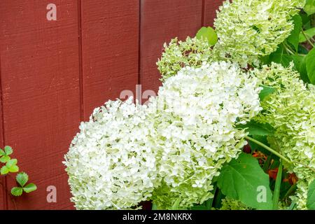 Bellevue, Washington, USA. Weiße Hydrangea Arborescens "annabelle" Sträucher neben einem roten Schuppen. Stockfoto