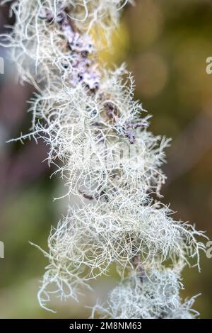 Mirrormont County Park, Issaquah, Washington, USA. Eine Art Fruchtflechte, die auf einem Ast wächst. Es ist eine Form von Lichen-Pilzen, die charakteristisch ist Stockfoto