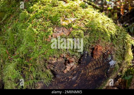 May Valley County Park, Issaquah, Washington, USA. Mit Moos bedeckter Baumstamm mit Baumringen. Stockfoto
