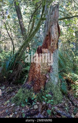 May Valley County Park, Issaquah, Washington, USA. Moosbedeckter Baumstumpf von Western Swordfern. Stockfoto