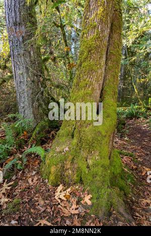 May Valley County Park, Issaquah, Washington, USA. Moos auf geteiltem Baumstamm, neben Western Swordfern. Stockfoto