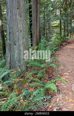 May Valley County Park, Issaquah, Washington, USA. Westlicher Schwertfarn an westlichen Redzedarbäumen entlang des Parkpfads. Stockfoto