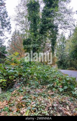 Issaquah, Washington, USA. Vier invasive Arten sind abgebildet: Bottom - Yellow Archangel, Middle: Himalayan Blackberry und Evergreen (auch Cutleaf genannt) b Stockfoto