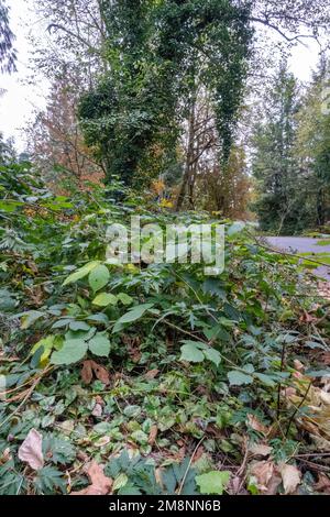 Issaquah, Washington, USA. Vier invasive Arten sind abgebildet: Bottom - Yellow Archangel, Middle: Himalayan Blackberry und Evergreen (auch Cutleaf genannt) b Stockfoto