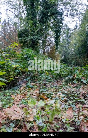 Issaquah, Washington, USA. Vier invasive Arten sind abgebildet: Bottom - Yellow Archangel, Middle: Himalayan Blackberry und Evergreen (auch Cutleaf genannt) b Stockfoto