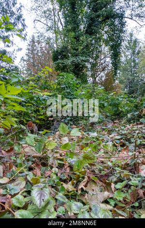 Issaquah, Washington, USA. Vier invasive Arten sind abgebildet: Bottom - Yellow Archangel, Middle: Himalayan Blackberry und Evergreen (auch Cutleaf genannt) b Stockfoto