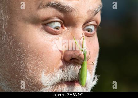 Schließ die Gottesanbeterin im Gesicht. Comic und Humor. Überraschte alte Männer mit Bart und Schnurrbart und großer Gottesanbeterin im Gesicht. Lustige Geschichte und Humor. Komische Idee. Stockfoto