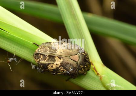 Asiatischer Mangoblumenkäfer, der auf Gras krabbelt. Surakarta, Indonesien Stockfoto