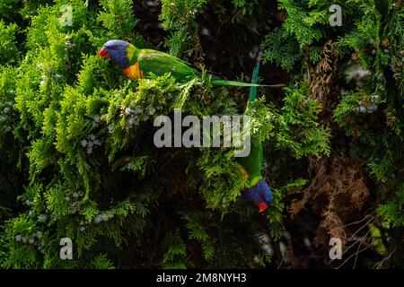 Adelaide, Australien. 15 . Januar 2023 . Australische Regenbogenlorikeets (Trichoglossus moluccanus), die sich an einem Baum in Adelaide ernähren. Kredit: amer Ghazzal/Alamy Live News Stockfoto