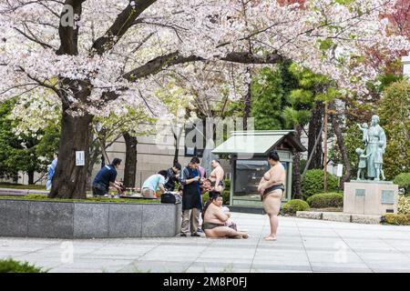 Japan. Tokio. Chiyoda-ku. Das Sumo-Turnier wird während der Sakura-Saison (Kirschblüten) im Yasukuni Jina, Shinto-Schrein, nördlich der i, organisiert Stockfoto