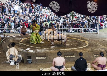 Japan. Tokio. Chiyoda-ku. Das Sumo-Turnier wird während der Sakura-Saison (Kirschblüten) im Yasukuni Jina, Shinto-Schrein, nördlich der i, organisiert Stockfoto