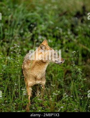 Schakal im Wald mit natürlichem Hintergrund auf Jagd mit Beute Stockfoto