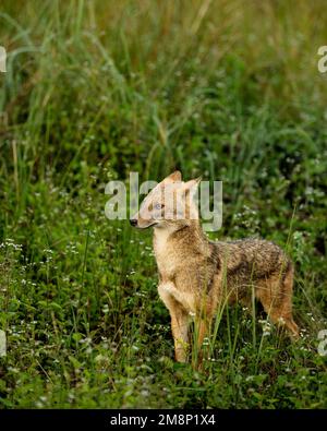 Schakal im Wald mit natürlichem Hintergrund auf Jagd mit Beute Stockfoto