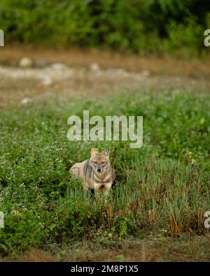 Schakal im Wald mit natürlichem Hintergrund auf Jagd mit Beute Stockfoto