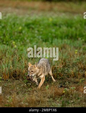 Schakal im Wald mit natürlichem Hintergrund auf Jagd mit Beute Stockfoto