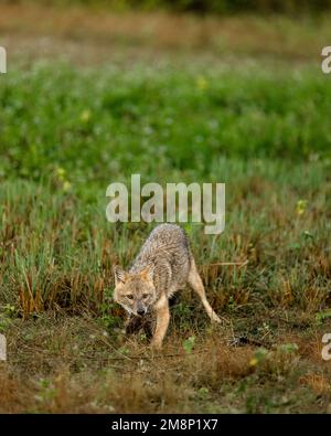 Schakal im Wald mit natürlichem Hintergrund auf Jagd mit Beute Stockfoto