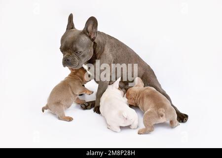 Französischer Bulldog, der ihre Welpen stillt Stockfoto