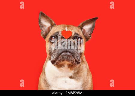 Süßer französischer Bulldog mit Valentinsherz auf der Stirn auf rotem Hintergrund Stockfoto